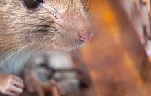 Waspadai Gejala Leptospirosis dan Penyebabnya, Sering Muncul di Musim Pancaroba