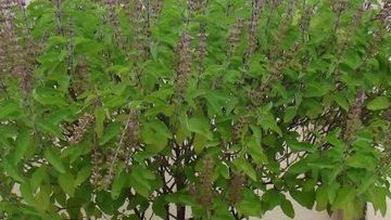 5. Daun Kemangi