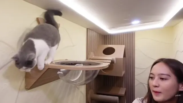 Kandang Kucing di Rumah Salshabilla Adriani dan Ibrahim Risyad (Foto: Salshabilla TV)