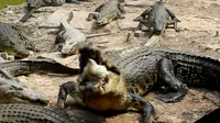 Buaya langsung menerkam saat pengunjung melemparkan seekor ayam.