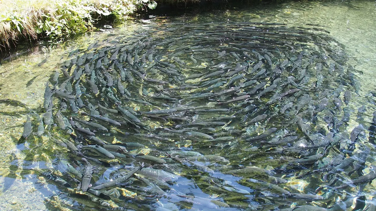 ternak ikan