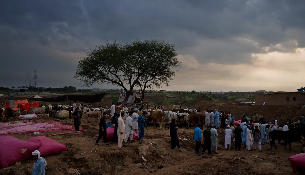 Warga mencari hewan kurban di pasar menjelang Hari Raya Idul Adha di Islamabad, Pakistan, (25/8). Umat Muslim dari seluruh dunia sedang mempersiapkan menyambut Idul Adha 1438 H. (AP Photo / B.K. Bangash)