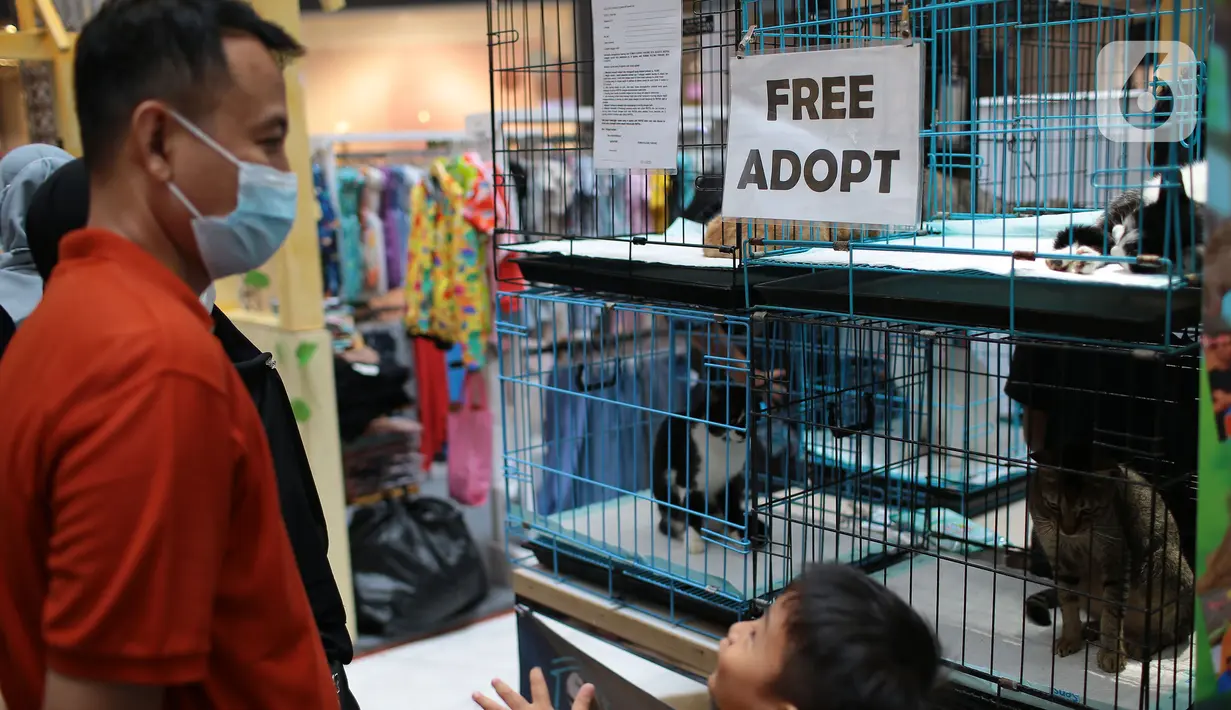 Sejumlah kucing terlihat di dalam kandang saat kegiatan Pet Exhibition  di Pesona Square, Depok, Jawa Barat, Minggu (12/06/20222). Kegiatan yang diselenggarakan Pesona Square  kolaborasi dengan  Pet Care Medical. ini memberikan pelayanan kesehatan hewan peliharaan secara gratis. (merdeka.com/Arie Basuki)