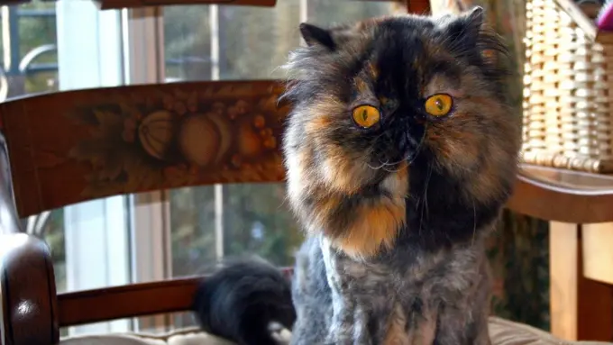 Kocaknya Saat Hewan Peliharaan Kamu Punya Kumis dan Alis Alami