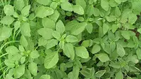 Cara Mengolah Daun Bayam Duri yang Sering Dianggap Hama dan Manfaatnya