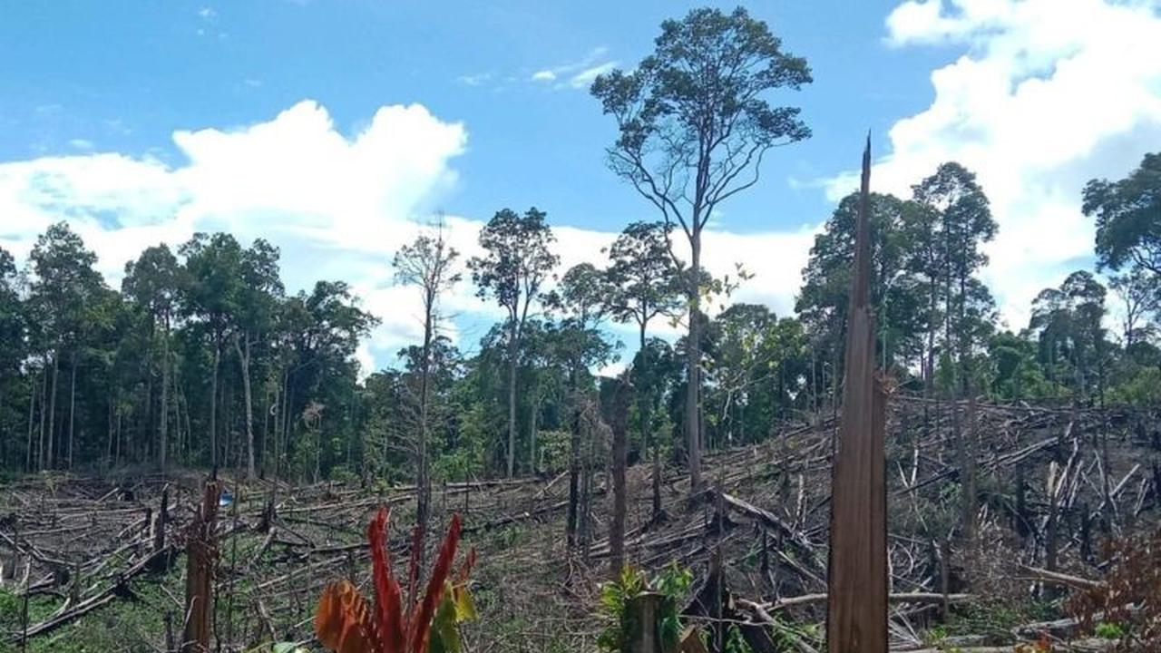 KLHK Perkuat Penegakan Hukum Perambah Hutan Bentang Seblat, Tiga Tersangka Diserahkan ke Kejaksaan