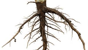 Tanaman Akar Serapat (AI)