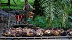 Agrinas Palma Ditugaskan Buka 400 Ribu Ha Kebun Sawit Baru