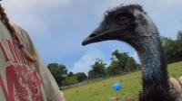Emmanuel, si emu yang viral di TikTok karena video edukasi peternakan. (dok. tangkapan layar TikTok @knucklebumpfarms/https://www.tiktok.com/@knucklebumpfarms/video/7135626355739315498)