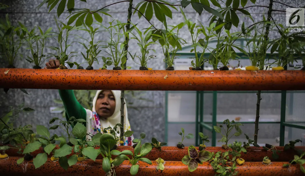 Petugas mengecek kondisi bibit bunga di Balkot Farm yang terletak di Balai Kota DKI Jakarta, Senin (16/9/2019). Balkot Farm menjadi percontohan upaya memanfaatkan keterbatasan lahan di area perkantoran untuk mengaplikasikan urban farming atau pertanian perkotaan. (Liputan6.com/Faizal Fanani)