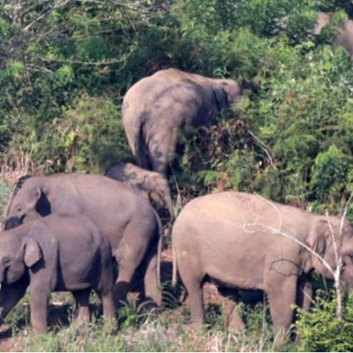 82 Kilometer Kawat Kejut Cegah Konflik Gajah-Masyarakat di Aceh