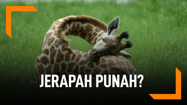 VIDEO: Jerapah Masuk Daftar Hewan Terancam Punah