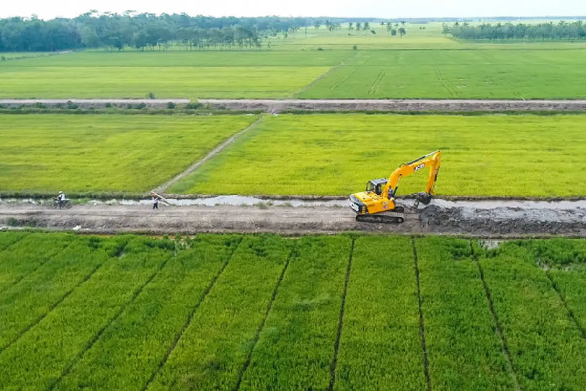 sawah