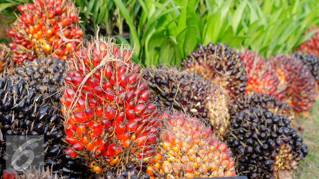 20160308-Ilustrasi-Kelapa-Sawit-iStockphoto