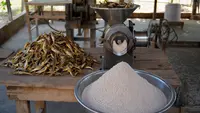 Cara Membuat Tepung Ikan untuk Pakan Ternak Ayam, Hemat Biaya dan Kaya Nutrisi