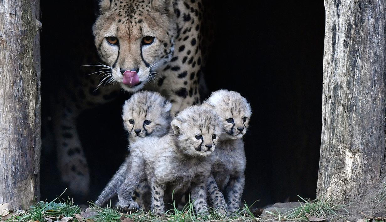 Ibu cheetah, Isantya bersama tiga bayinya saat dalam kandang di kebun binatang di Muenster, Jerman, Jumat (9/11). Tiga bayi cheetah tersebut lahir di kebun binatang di Muenster pada 4 Oktober 2018. (AP Photo/Martin Meissner)