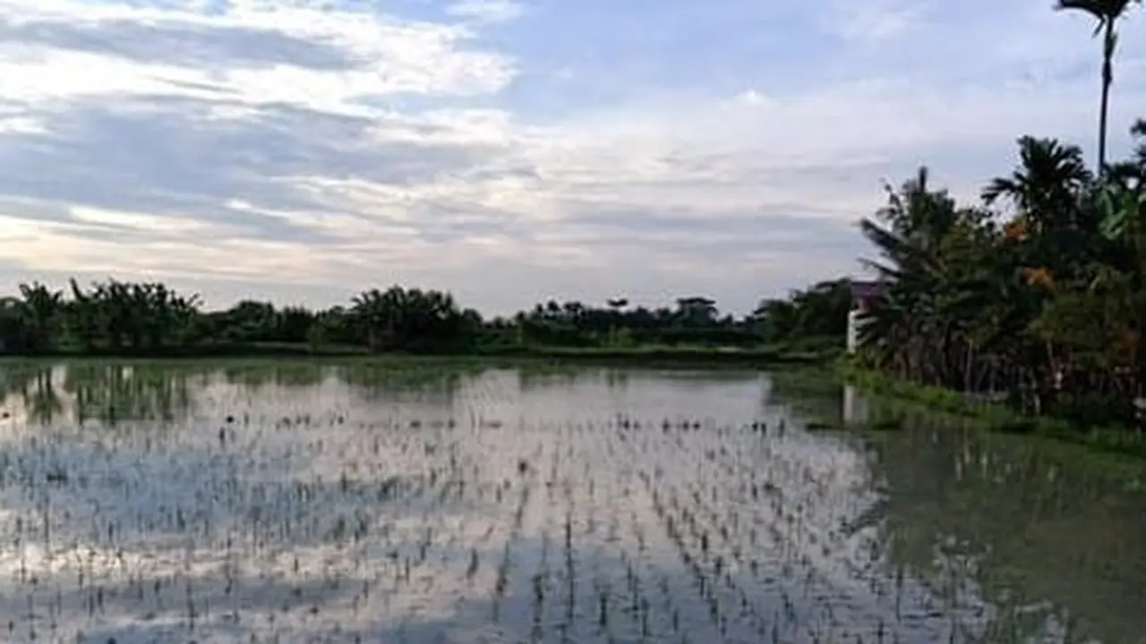 Terdampak La Nina, Kementan Siapkan Bantuan Benih untuk Petani Sergai
