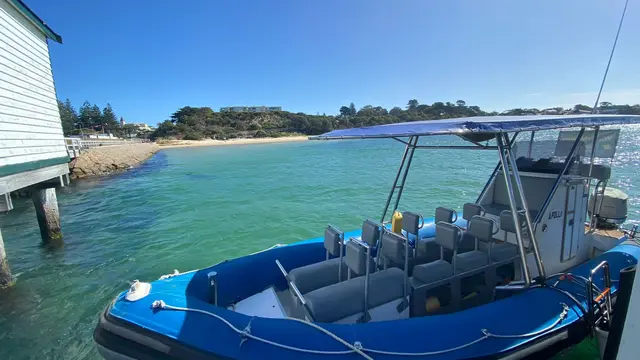 Sorrento Dolphin & Seal Boat Tour