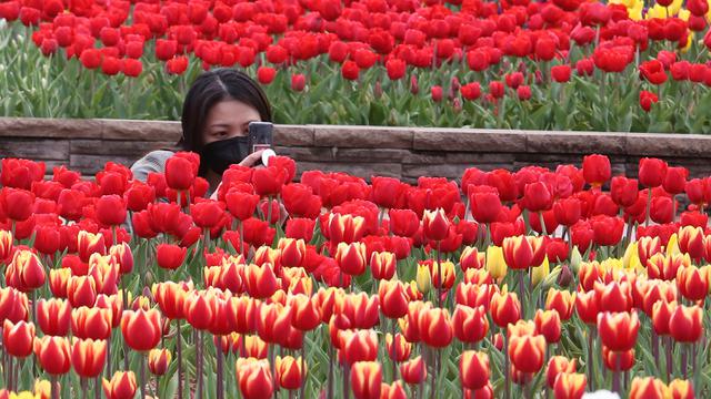 Bunga Tulip Bermekaran Saat Musim Semi di Korsel