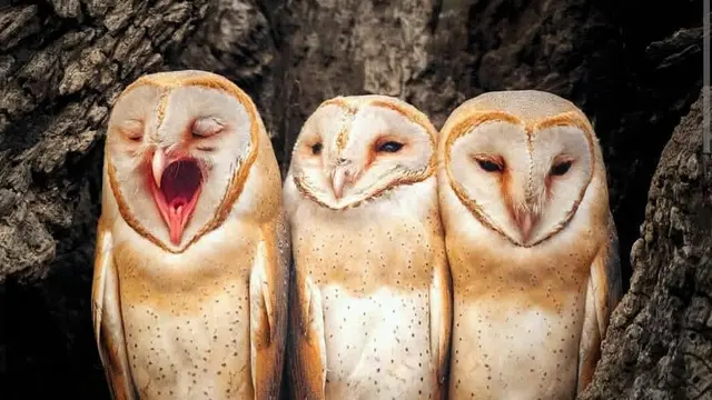 Potret Hewan di Alam Liar yang Tak Sengaja Diabadikan (sumber: instagram/@fantastic.wildlife)