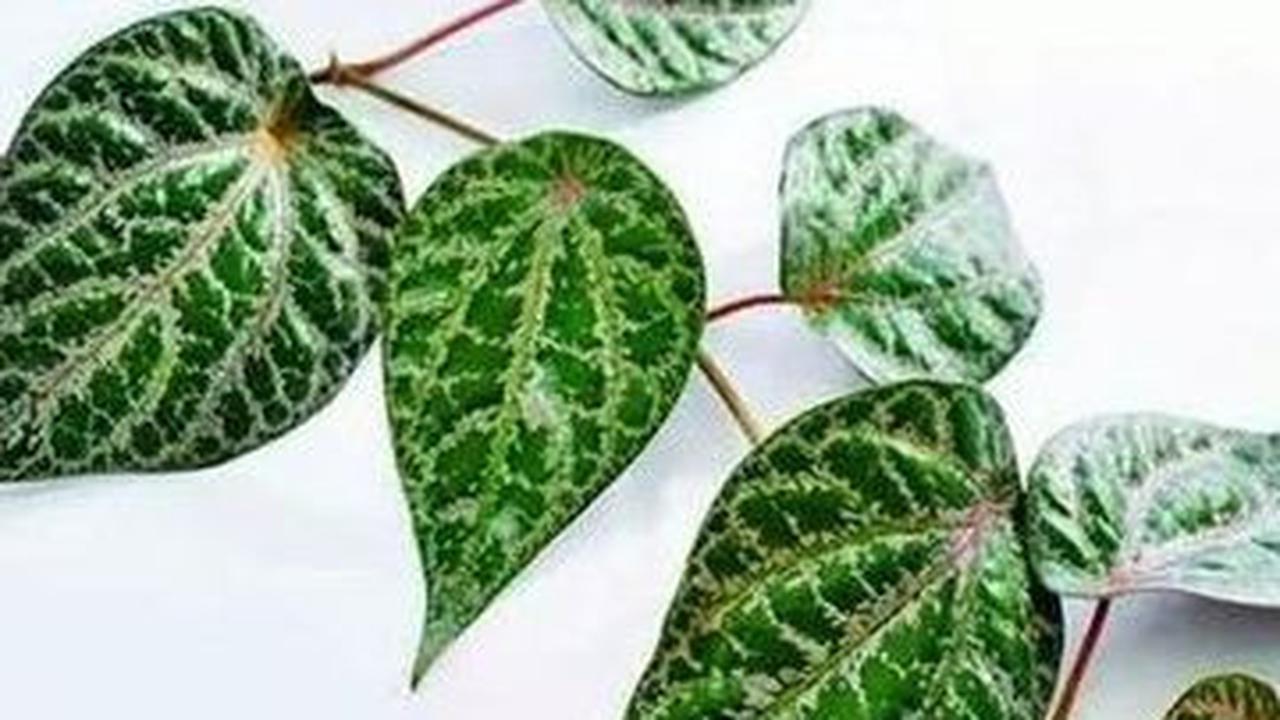 Manfaat Daun Sirih Merah Lainnya