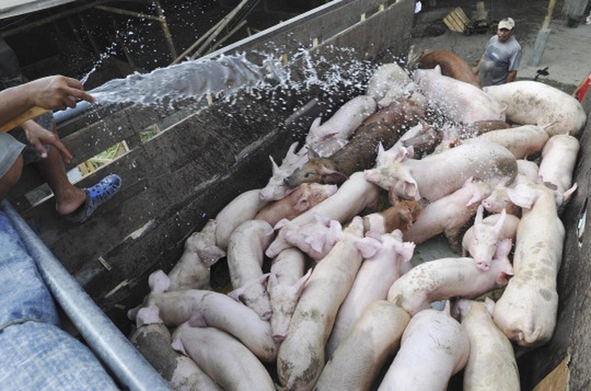 Pemindahan ratusan babi dari bantaran Sungai Cisadane