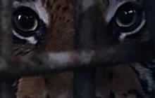 Kembali Ditemukan Harimau Mati di Medan Zoo, Ini Fakta di Baliknya