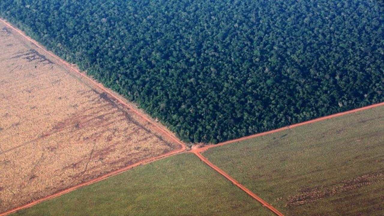 Pandangan udara luasnya lahan kedelai di hutan Amazon