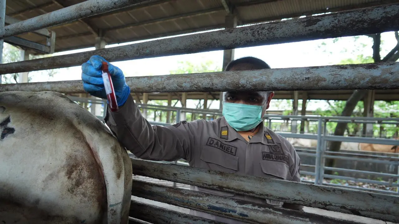 sapi
