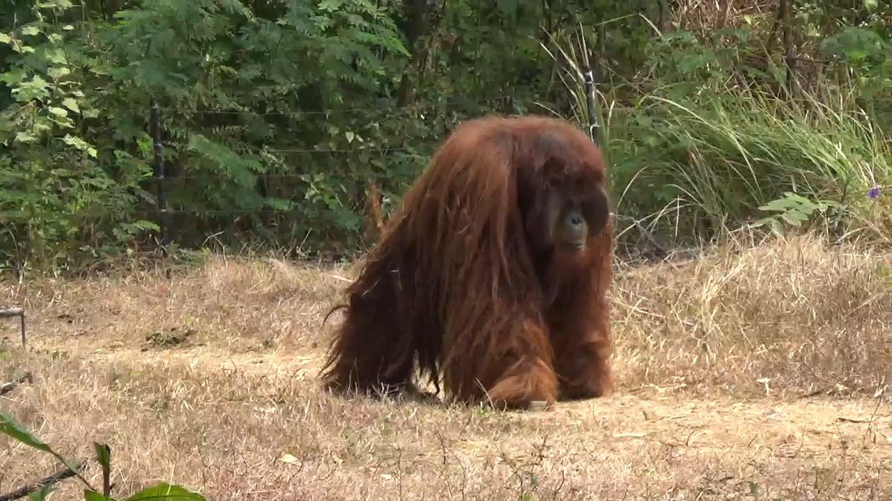 Orang Utan di Solo Safari