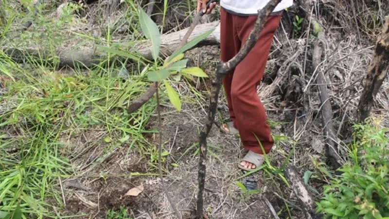 Jelutung, Tanaman Karet Spesial Penakluk Lahan Gambut