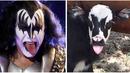 Foto 28 Juli 2017 yang diberikan oleh Heather Taccetta menunjukkan seekor anak sapi yang baru lahir bernama Genie, dengan tanda wajah menyerupai personil grup rock KISS, Gene Simmons. (Heather Taccetta via AP, kanan), (AP Photo/Natacha Pisarenko, kiri)