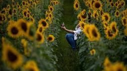 Seorang wanita berswafoto dengan bunga matahari di ladang bunga Nokesville, Virginia pada Kamis (22/8/2019). Disana, bunga matahari dengan kembang berwarna kuningnya nan cantik terhampar di ladang luas. (Photo by Brendan Smialowski / AFP)