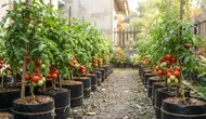 15 Tips Menanam Tomat di Polybag agar Berbuah Lebat, Solusi Agar Tanaman Produktif
