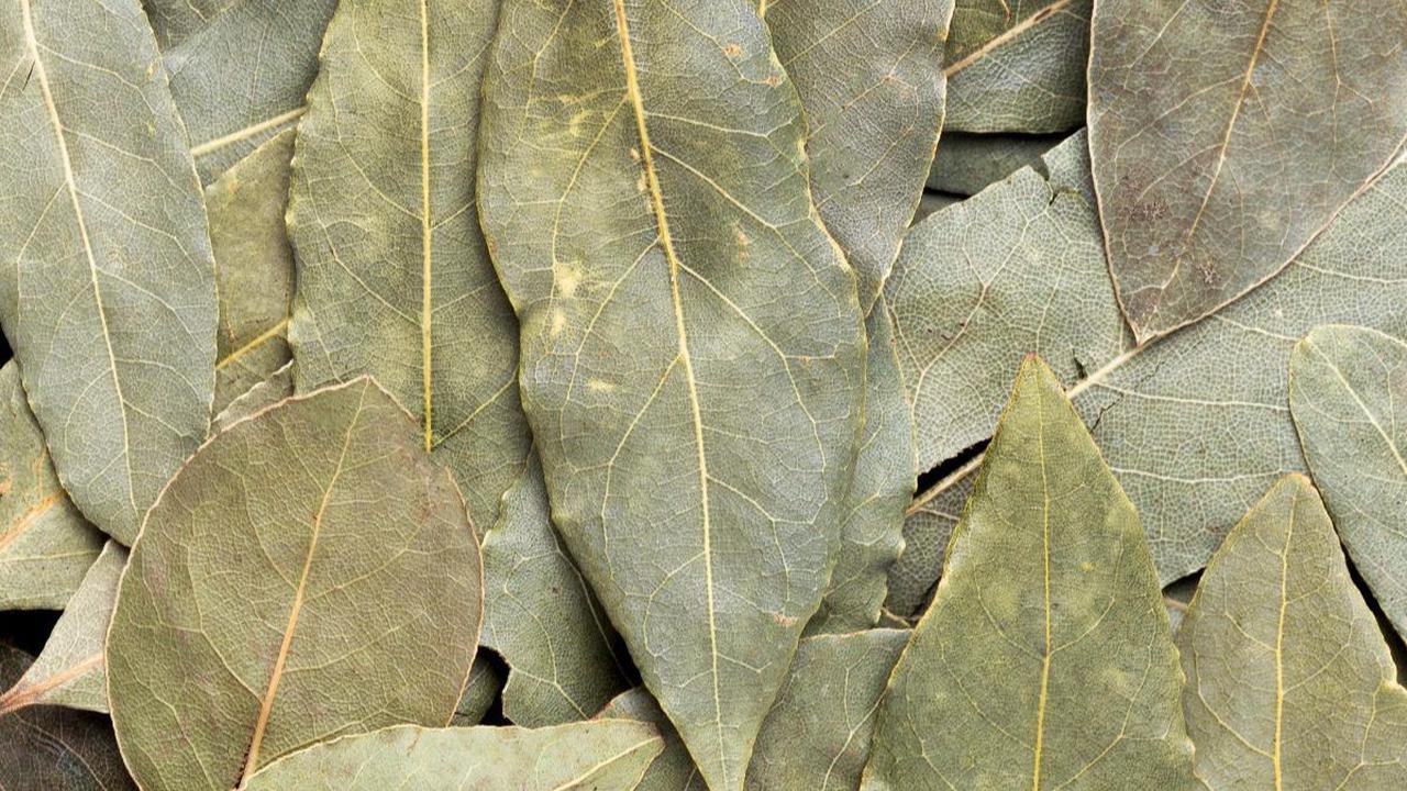 Manfaat Kesehatan Daun Salam
