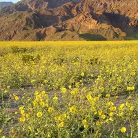 Bunga langka yang mungkin mekar pada musim semi di Taman Nasional Death Valley, California. (Fox News)