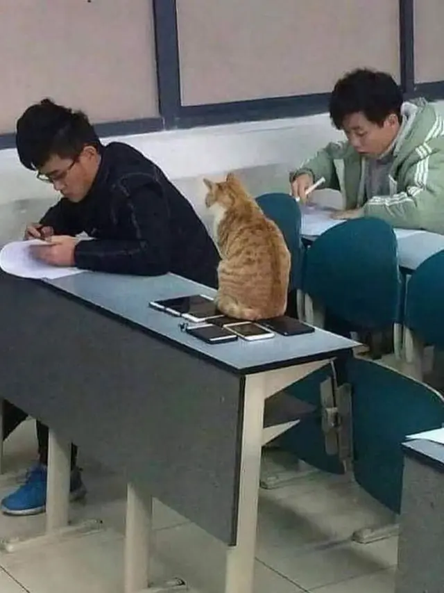 Gemas Banget, 7 Foto Kocaknya Kalau Kucing Sekolah