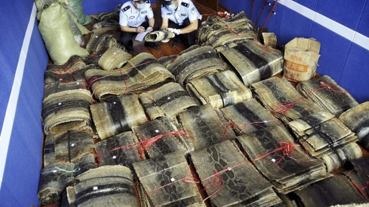 China sita 900 kulit ular piton dari pedagang satwa liar ilegal