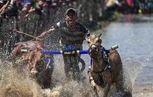 FOTO: Festival Sapeh Brujul  Tampilkan Karapan Sapi di Sawah Berlumpur