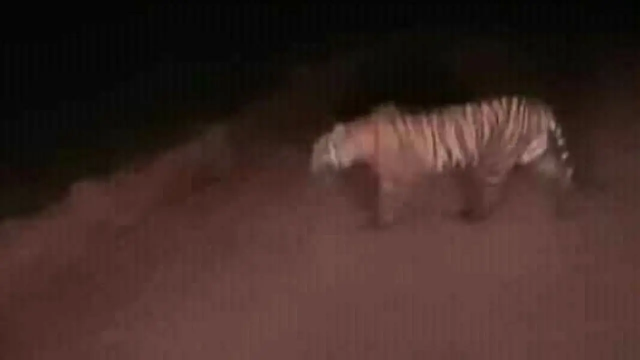 Harimau Sumatra melintas di tengah jalan menuju hutan untuk memberi peringatan bagi masyarakat di Rokan Hilir.