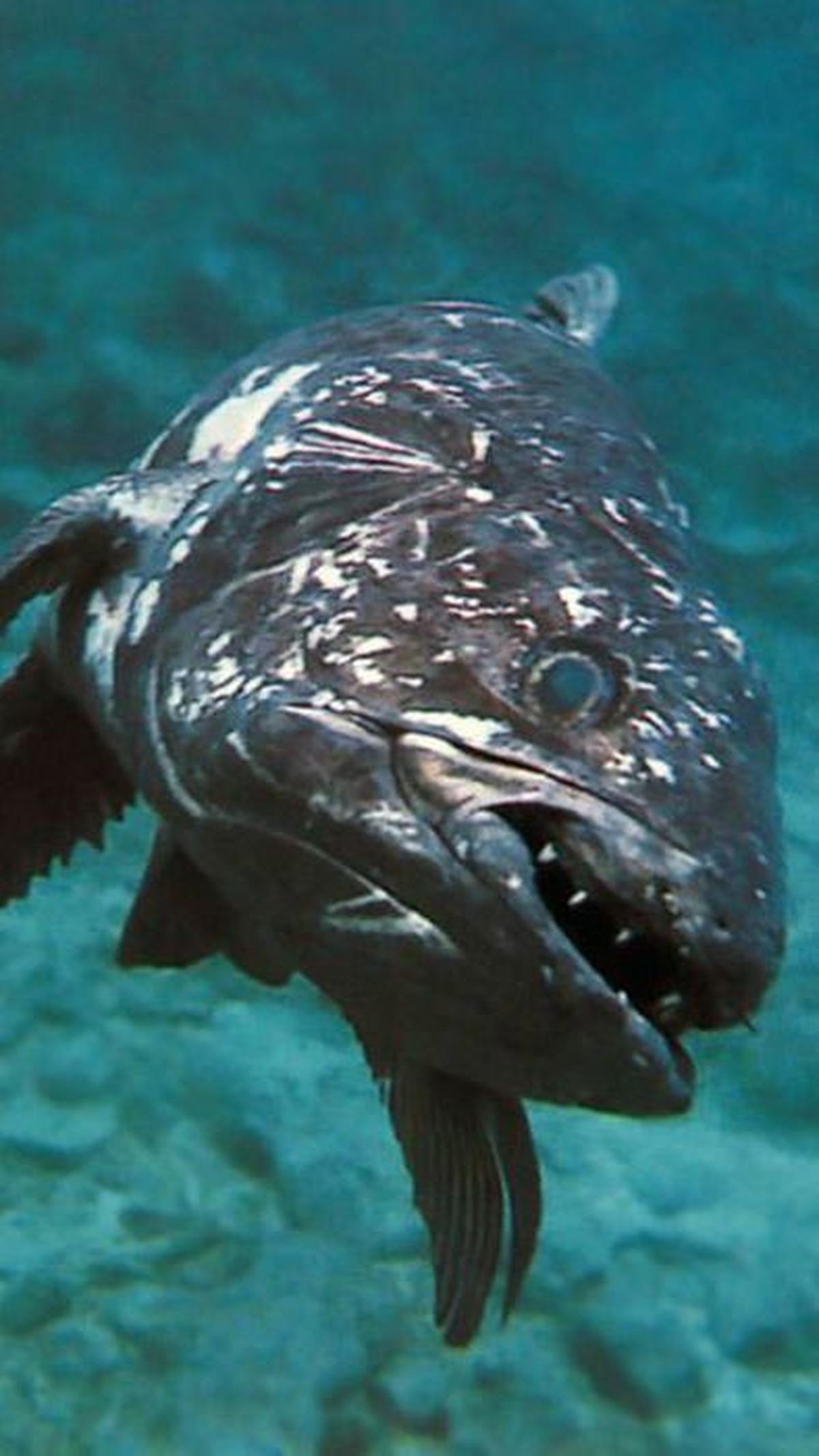 <b>Coelacanth: Berusia 400 Juta Tahun</b>