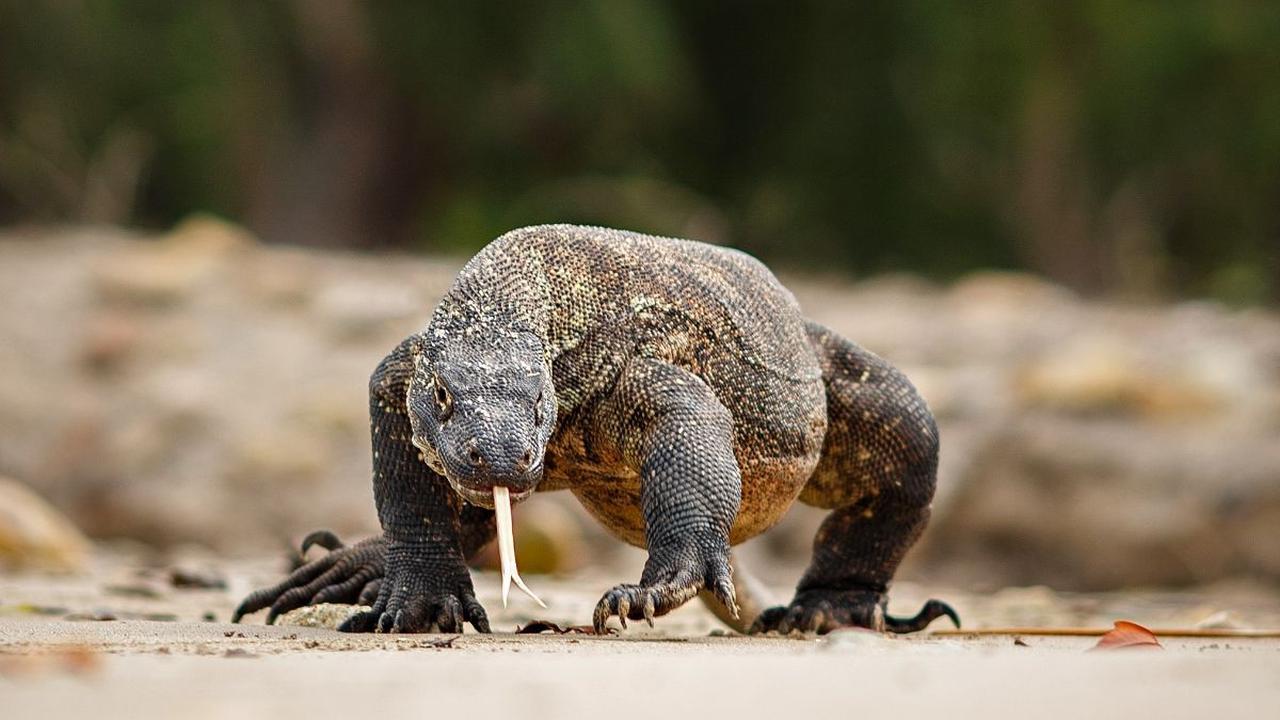 2. Komodo