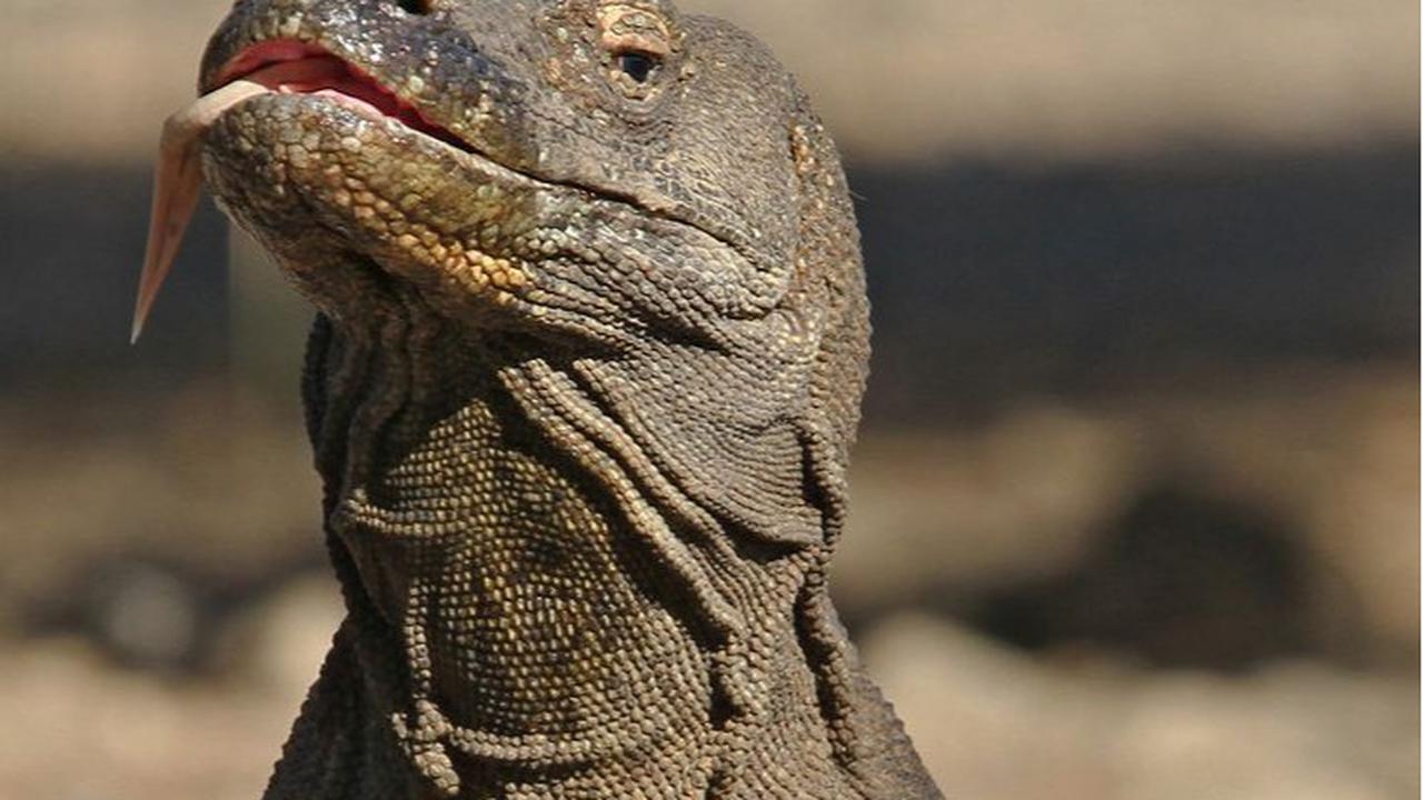 Komodo