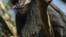 Gambar yang diambil pada 2 Oktober 2019 memperlihatkan monyet jantan jenis Francois Langur yang baru lahir berada di dekat induknya di Kebun Binatang Taronga, Sydney. Salah satu bayi monyet paling langka di dunia itu biasanya lahir dengan rambut oranye terang. (Rick Stevens/TARONGA ZOO/AFP)