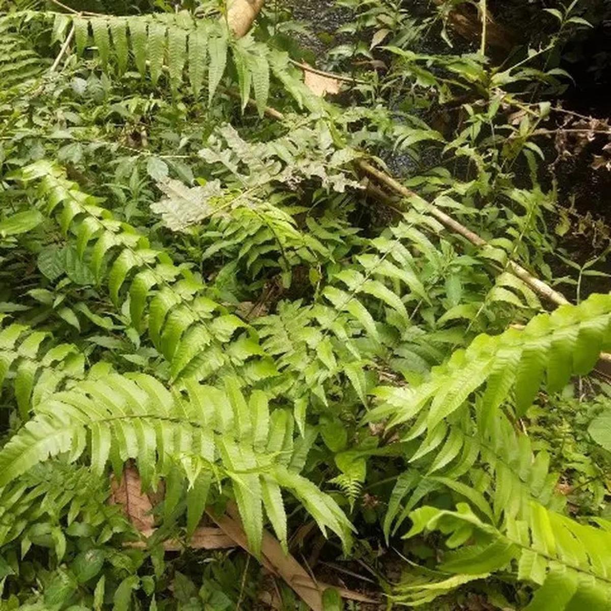 17 Tanaman yang Bikin Ular Betah di Pekarangan Rumah, Jarang Disadari