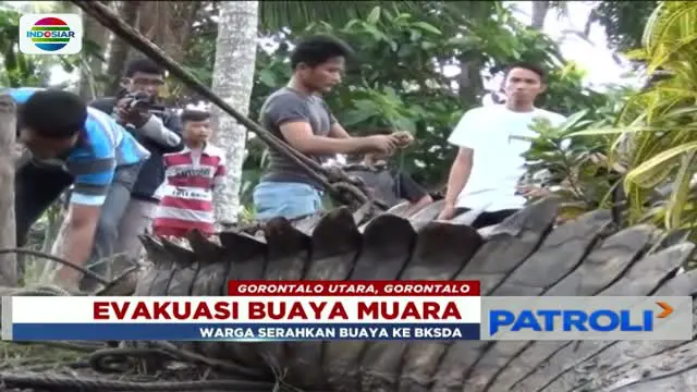 Stres dikurung 6 hari dalam kandang, warga serahkan buaya muara sepanjang 3,4 meter ke Balai Konservasi Sumber Daya Alam.