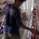 Atasi Anomali Harga Telur Ayam, Mentan Godok Aturan Baru