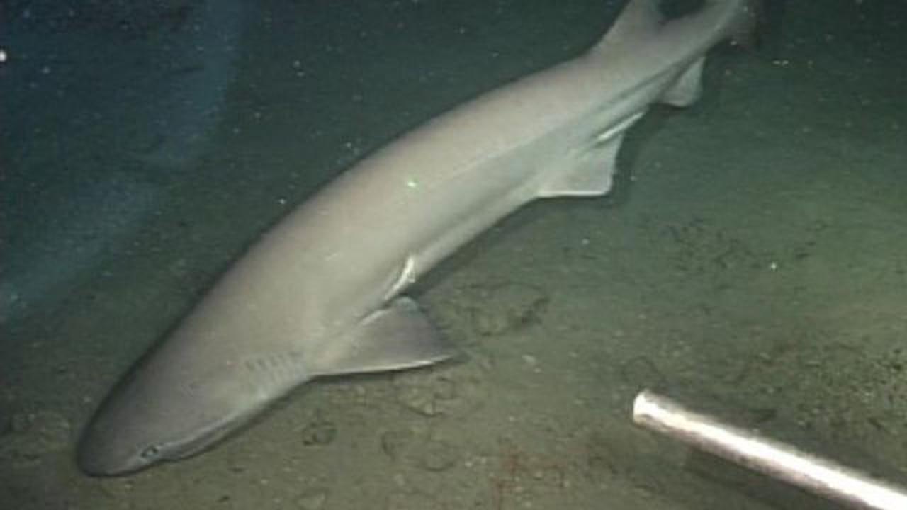 10. Hiu Sixgill<br>