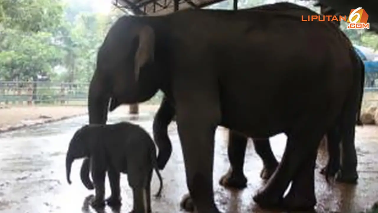 bayi-gajah-131226b.jpg