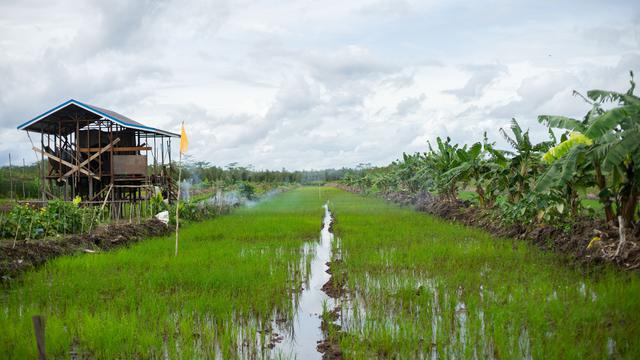 Infrastruktur Food Estate Sangat Bermanfaat